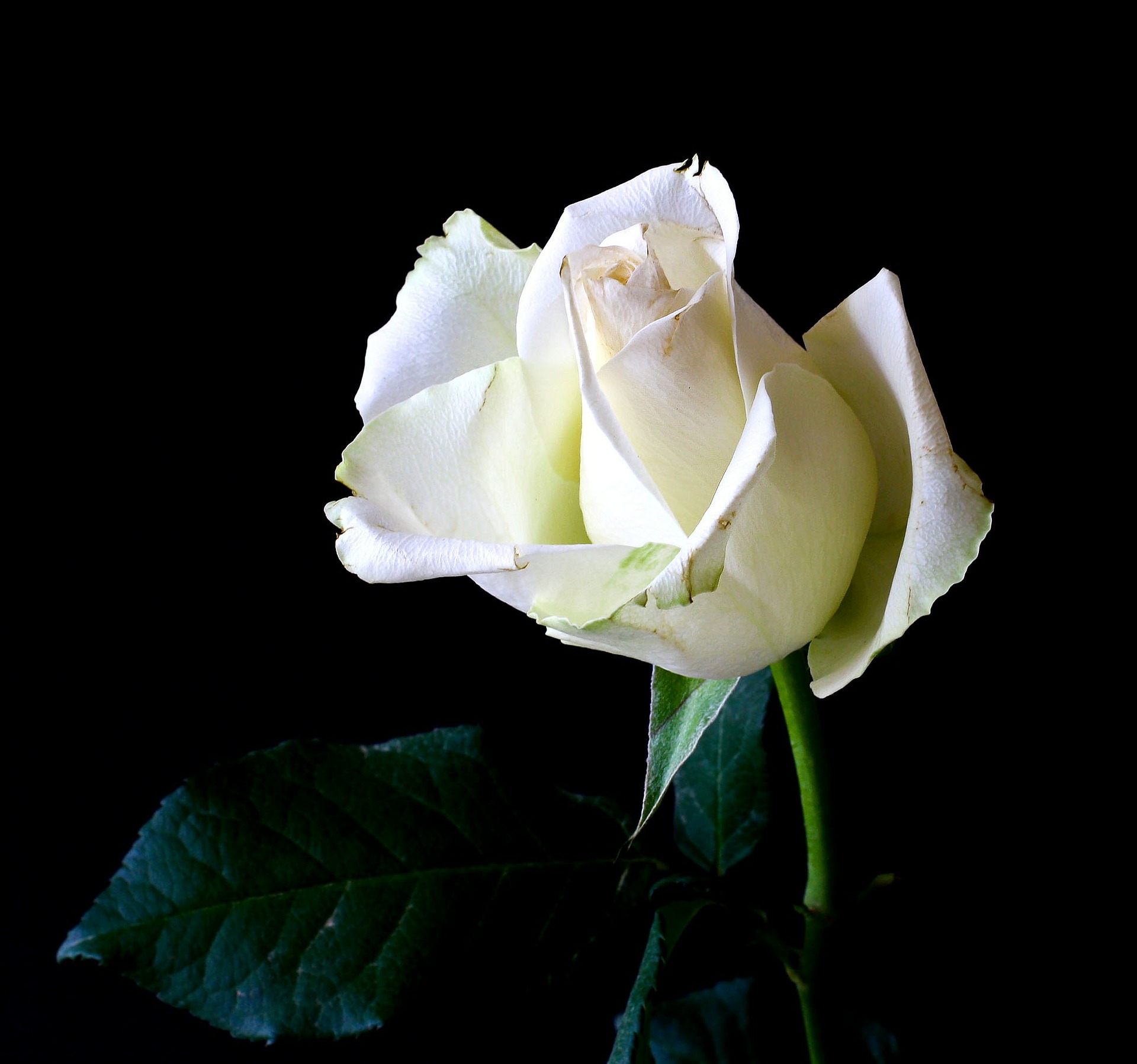 Eine weiße Rose für den Rechtsstaat – HINTER DEN SCHLAGZEILEN